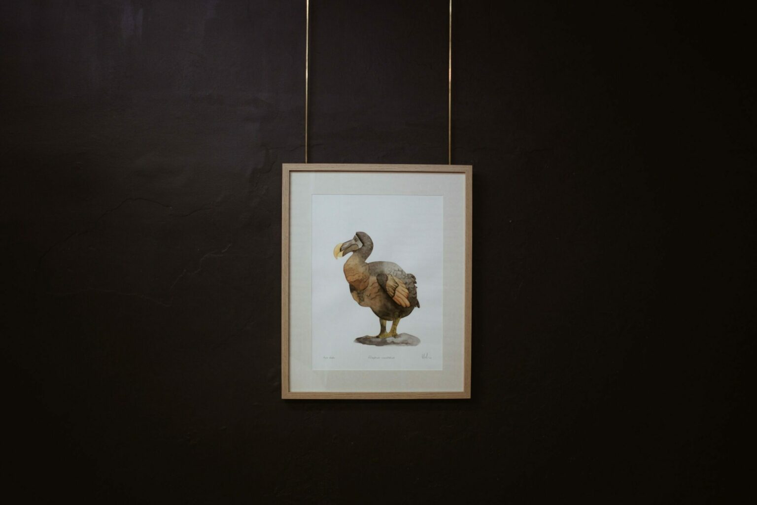 Ilustración enmarcada de un dodo